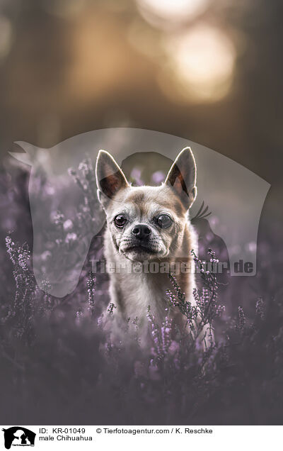Chihuahua R�de / male Chihuahua / KR-01049