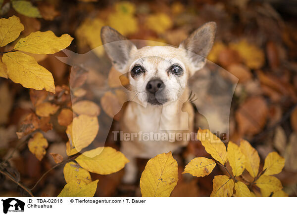 Chihuahua / Chihuahua / TBA-02816