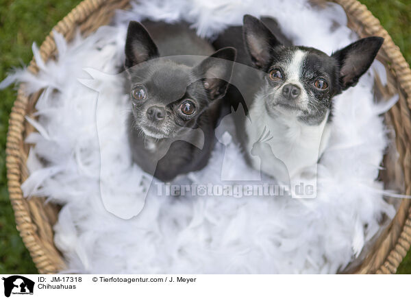 Chihuahuas / Chihuahuas / JM-17318