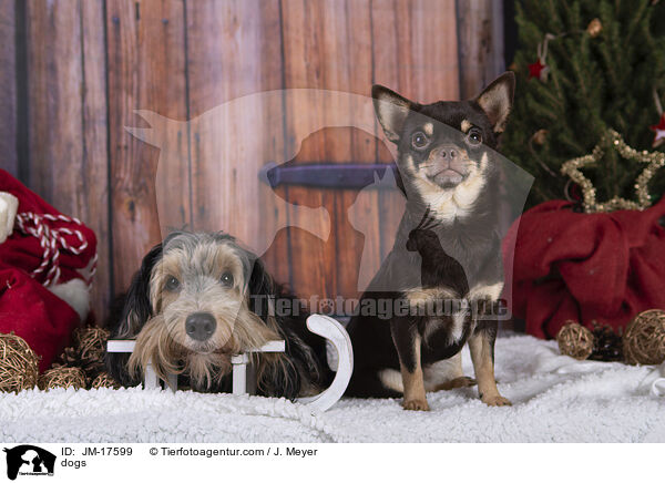 Hunde / dogs / JM-17599