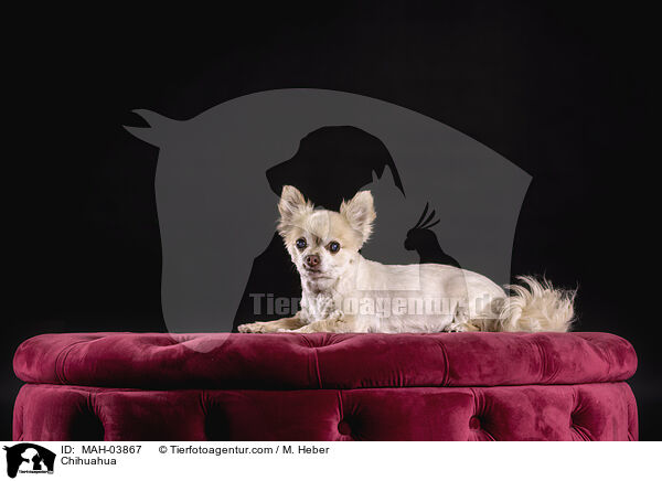 Chihuahua / Chihuahua / MAH-03867