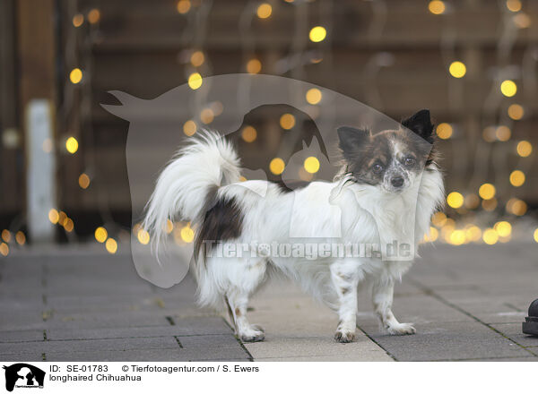 Langhaarchihuahua / longhaired Chihuahua / SE-01783