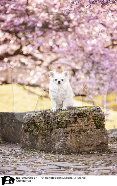 Chihuahua / Chihuahua / JAM-05667