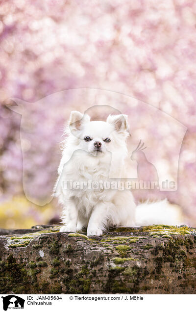 Chihuahua / Chihuahua / JAM-05684