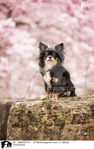Chihuahua / Chihuahua / JAM-05714