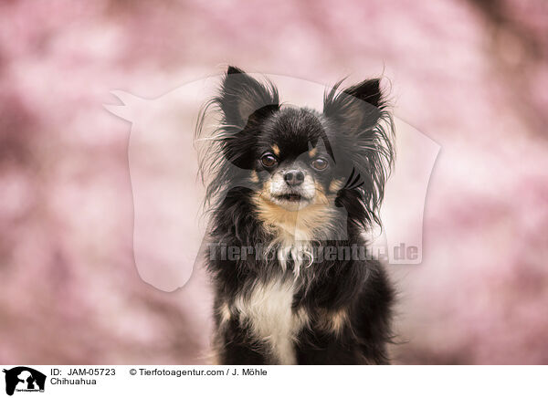 Chihuahua / Chihuahua / JAM-05723