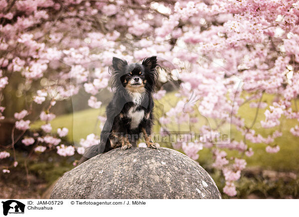 Chihuahua / Chihuahua / JAM-05729