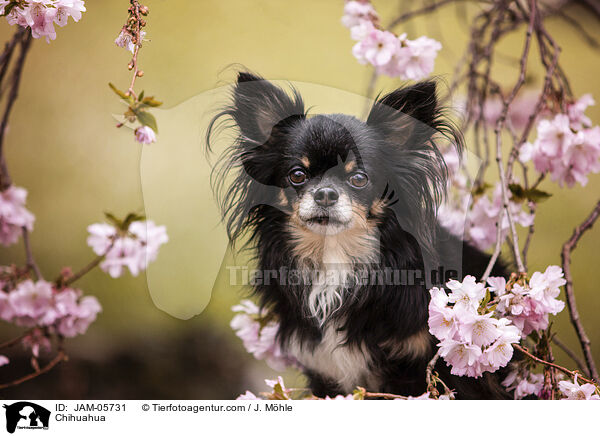 Chihuahua / Chihuahua / JAM-05731