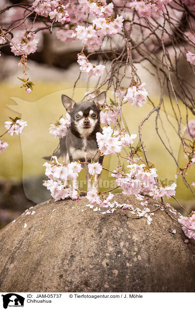 Chihuahua / Chihuahua / JAM-05737