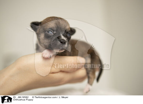 Chihuahua Welpe / Chihuahua Puppy / JM-19582