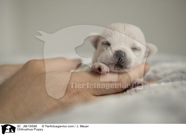 Chihuahua Welpe / Chihuahua Puppy / JM-19586