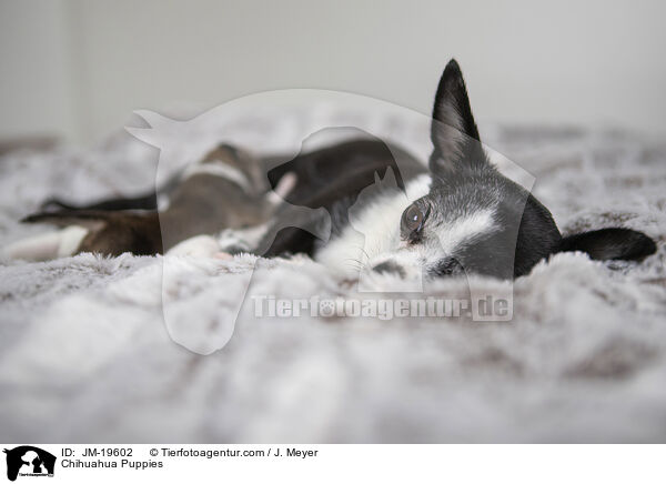 Chihuahua Welpen / Chihuahua Puppies / JM-19602