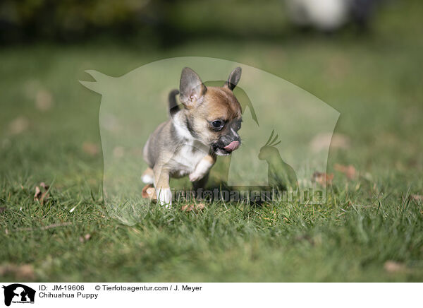 Chihuahua Welpe / Chihuahua Puppy / JM-19606