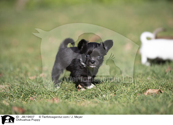 Chihuahua Welpe / Chihuahua Puppy / JM-19607
