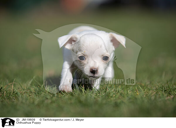 Chihuahua Welpe / Chihuahua Puppy / JM-19609
