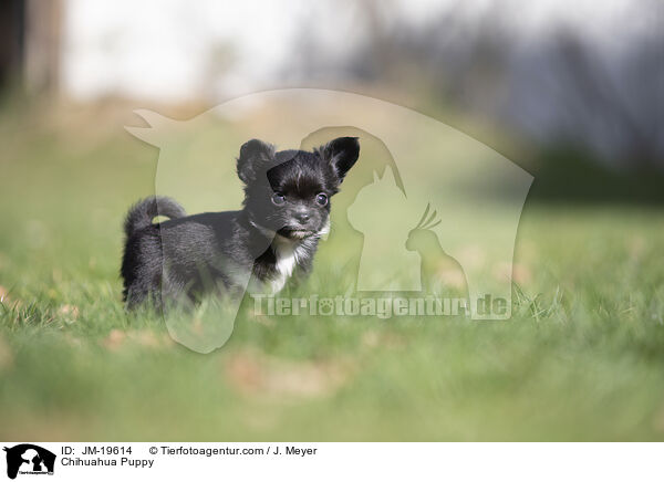 Chihuahua Welpe / Chihuahua Puppy / JM-19614