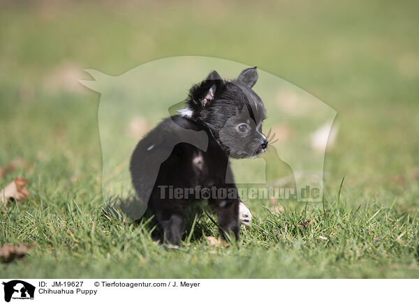 Chihuahua Welpe / Chihuahua Puppy / JM-19627