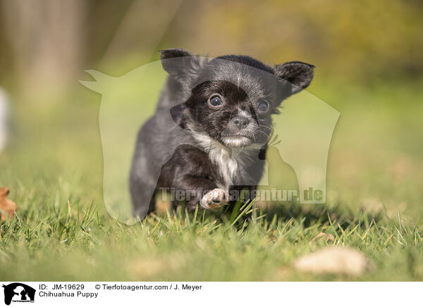 Chihuahua Welpe / Chihuahua Puppy / JM-19629