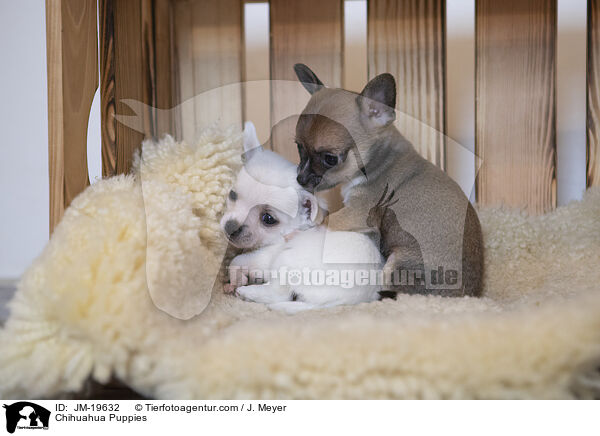 Chihuahua Welpen / Chihuahua Puppies / JM-19632