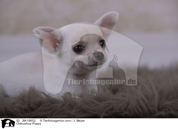 Chihuahua Welpe / Chihuahua Puppy / JM-19652