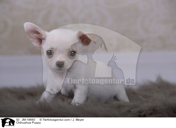 Chihuahua Welpe / Chihuahua Puppy / JM-19660