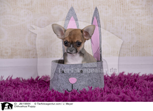 Chihuahua Welpe / Chihuahua Puppy / JM-19664