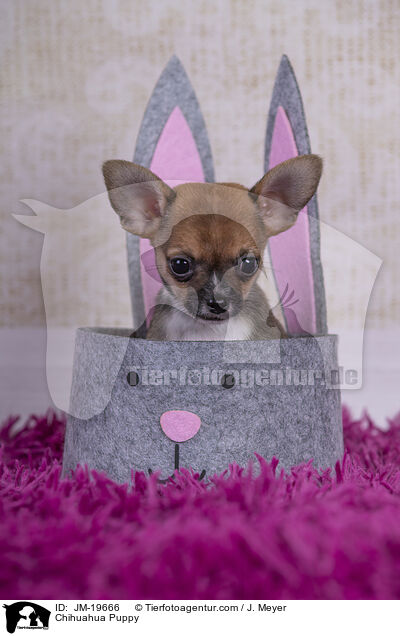 Chihuahua Welpe / Chihuahua Puppy / JM-19666