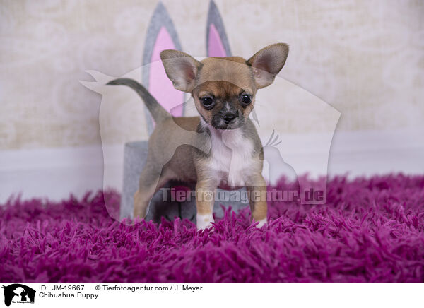 Chihuahua Welpe / Chihuahua Puppy / JM-19667