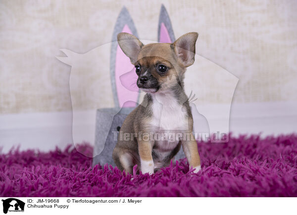 Chihuahua Welpe / Chihuahua Puppy / JM-19668
