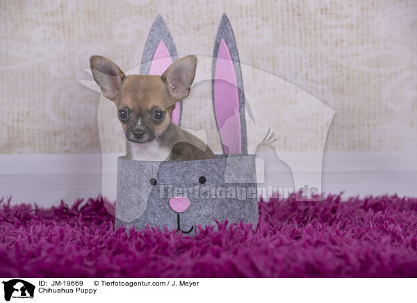 Chihuahua Welpe / Chihuahua Puppy / JM-19669