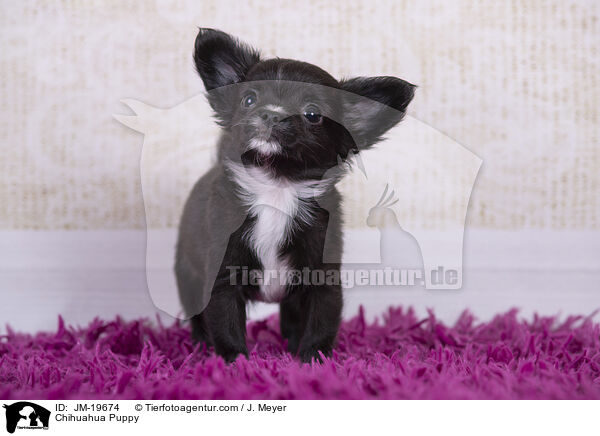 Chihuahua Welpe / Chihuahua Puppy / JM-19674