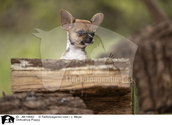 Chihuahua Welpe / Chihuahua Puppy / JM-19682