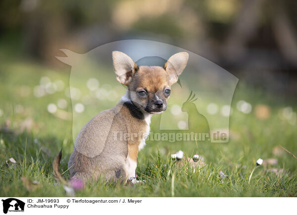 Chihuahua Welpe / Chihuahua Puppy / JM-19693