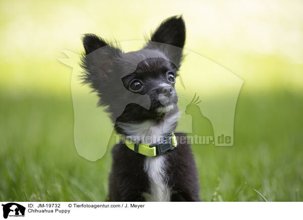 Chihuahua Welpe / Chihuahua Puppy / JM-19732