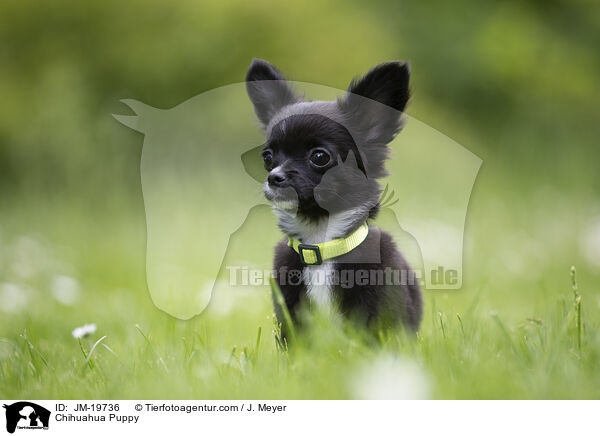 Chihuahua Welpe / Chihuahua Puppy / JM-19736