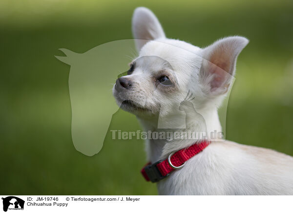 Chihuahua Welpe / Chihuahua Puppy / JM-19746