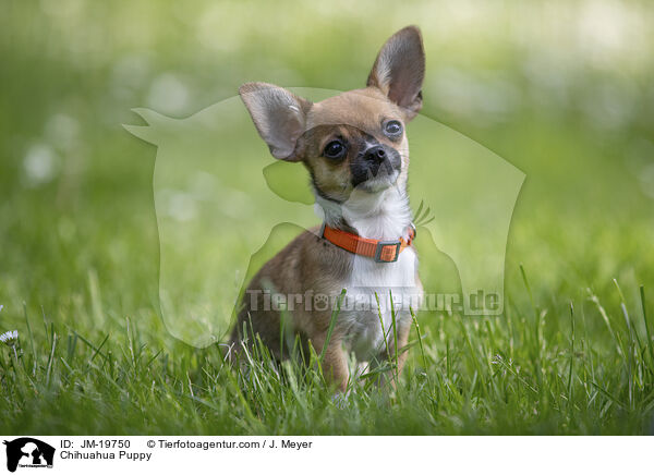 Chihuahua Welpe / Chihuahua Puppy / JM-19750