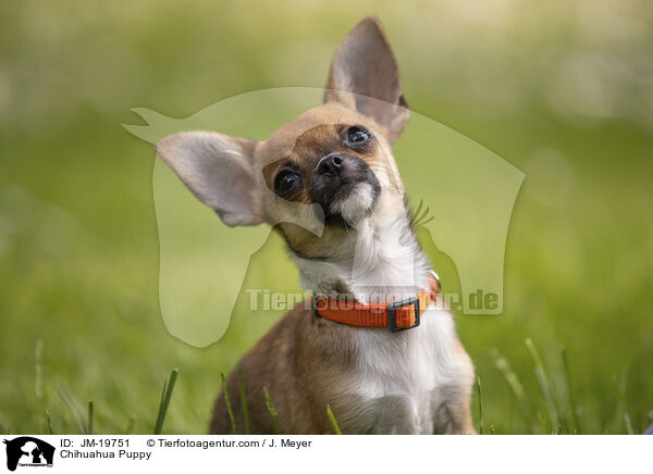 Chihuahua Welpe / Chihuahua Puppy / JM-19751