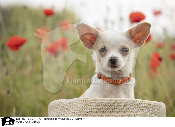 junger Chihuahua / young Chihuahua / JM-19797