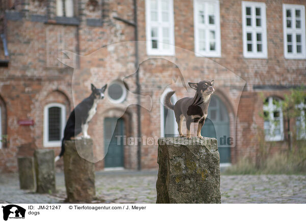Hunde / dogs / JM-21247