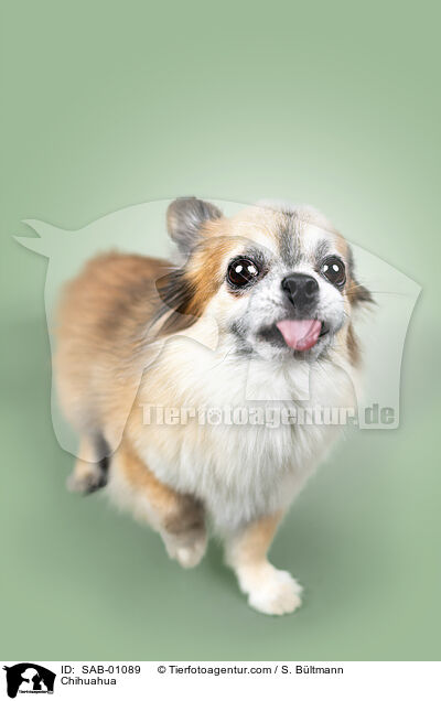 Chihuahua / Chihuahua / SAB-01089