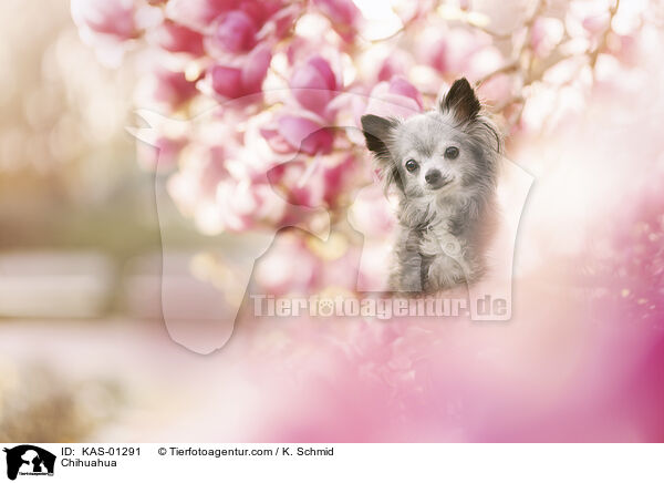 Chihuahua / Chihuahua / KAS-01291