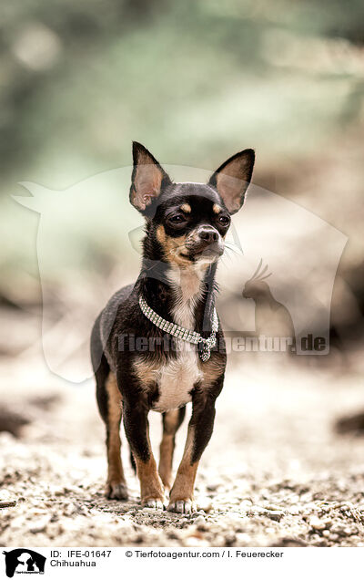 Chihuahua / Chihuahua / IFE-01647