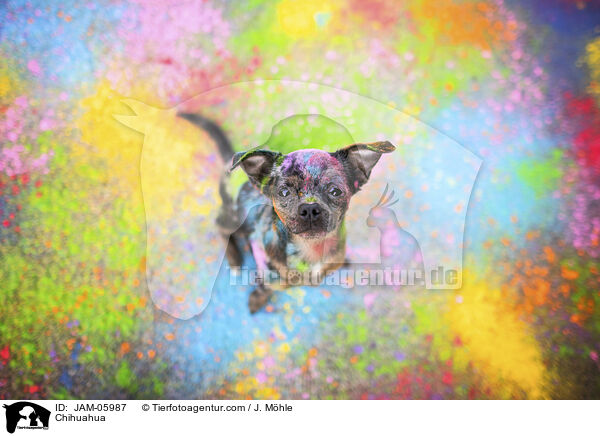 Chihuahua / Chihuahua / JAM-05987