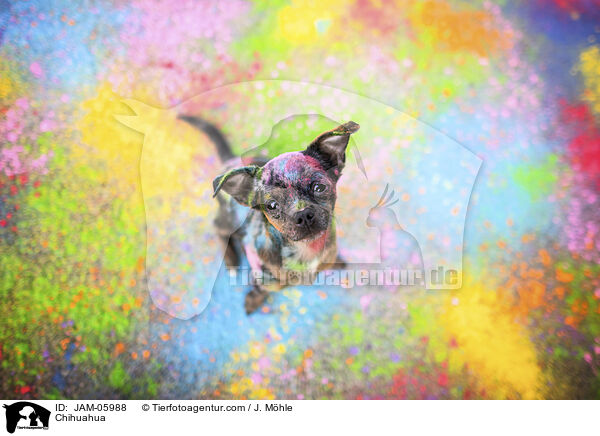 Chihuahua / Chihuahua / JAM-05988