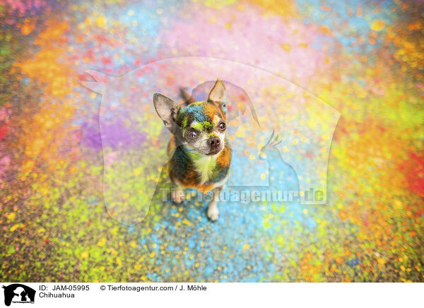 Chihuahua / Chihuahua / JAM-05995