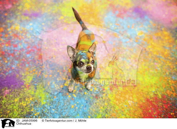 Chihuahua / Chihuahua / JAM-05996