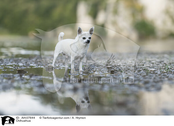 Chihuahua / Chihuahua / AH-07644