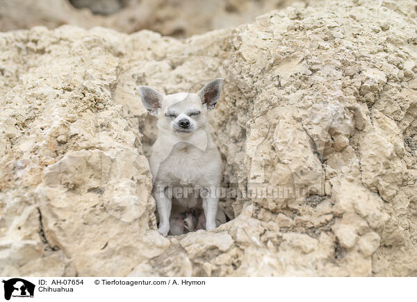 Chihuahua / Chihuahua / AH-07654