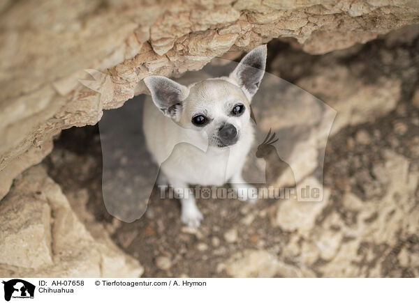 Chihuahua / Chihuahua / AH-07658